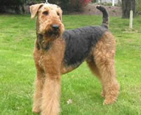 airedaleterriers