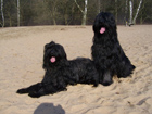 Briard